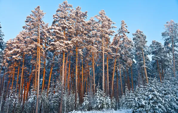 Winter, forest, the sky, snow, tree, pine