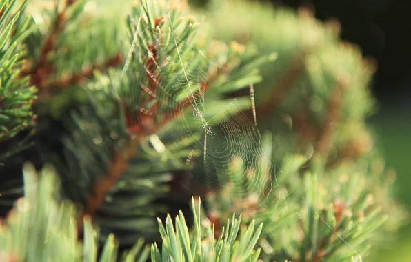 Picture macro, needles, web, pine