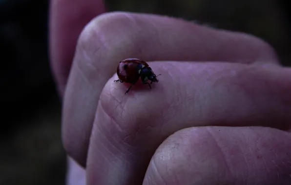 Autumn, forest, girl, ladybug, hand, insect, fingers