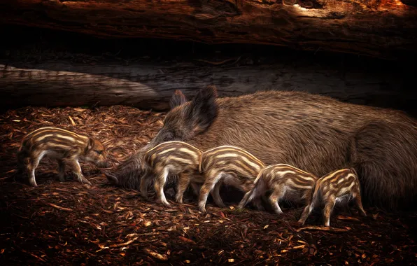 Picture nature, background, boars