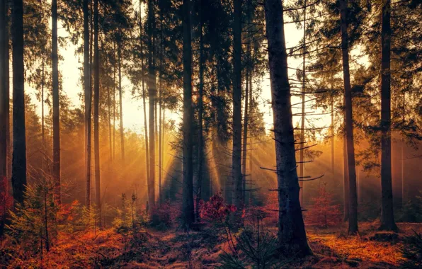 FOREST, TOMANCE, NEEDLES, LIGHT, TREES, RAYS, TRUNKS