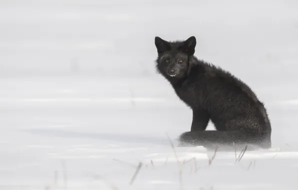 Download wallpaper winter, look, snow, pose, Fox, face, Fox, silver Fox ...