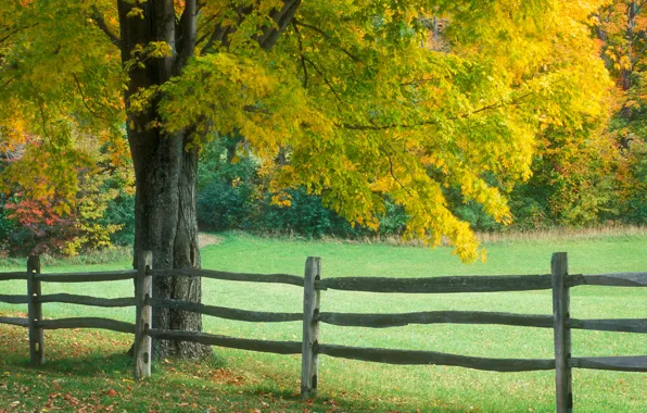 Picture tree, the fence, Autumn