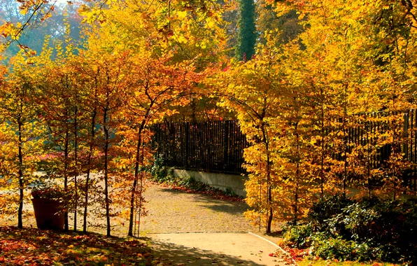 Park, autumn, tree, alley, fall