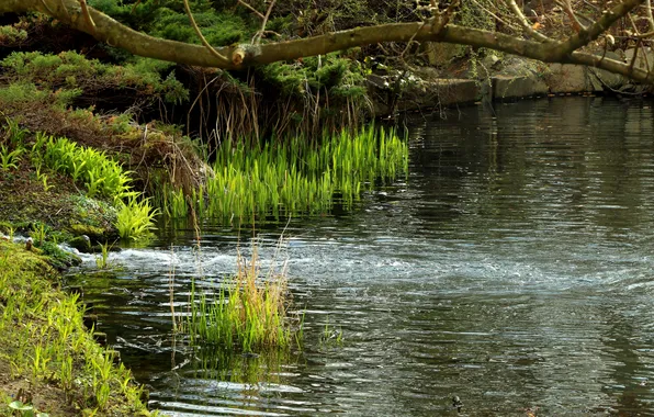Water, lake, pond