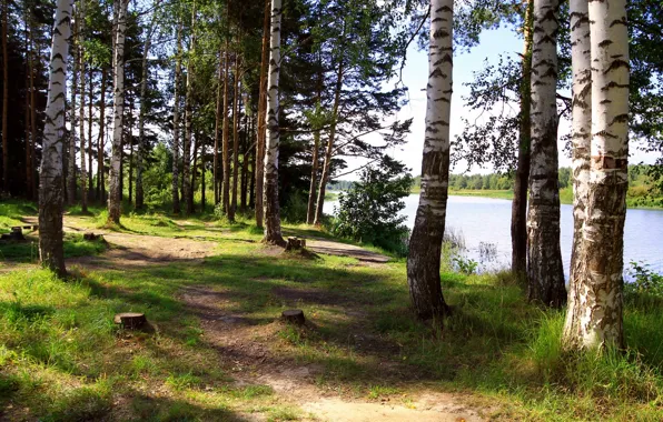 Picture trees, nature, river, photo, birch, Russia, Yaroslavl, Solonytsia