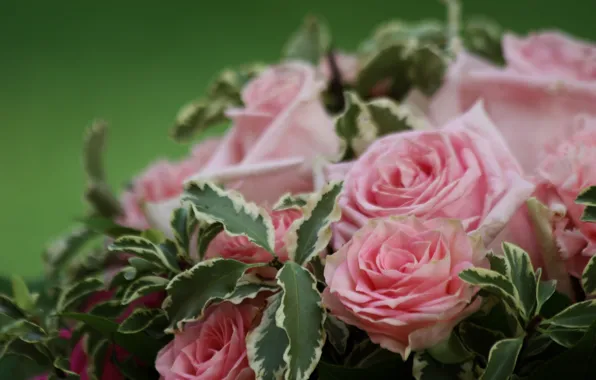 Macro, roses, bouquet, pink