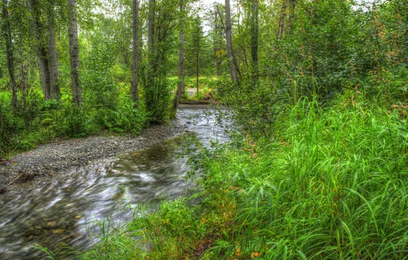 Picture greens, grass, trees, stream, stones, foliage