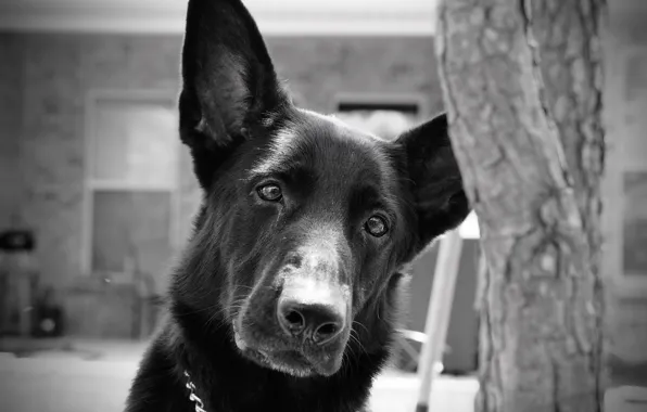 Look, each, dog