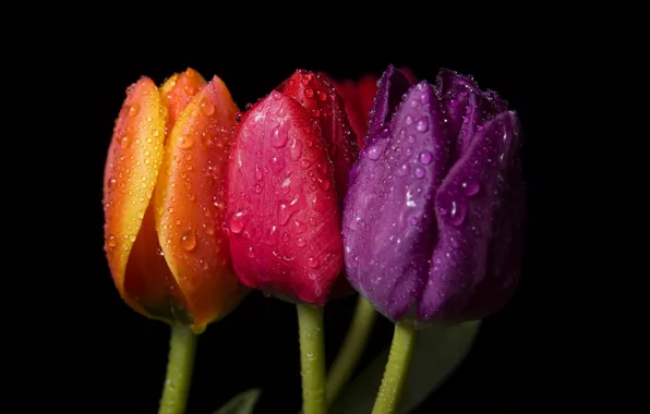 Purple, drops, macro, orange, red, color, bright, three tulips