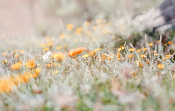 Summer, grass, flowers