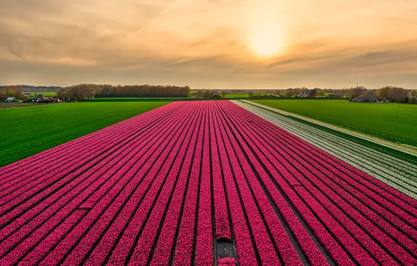 Field, the sky, clouds, flowers, strip, view, spring, dal