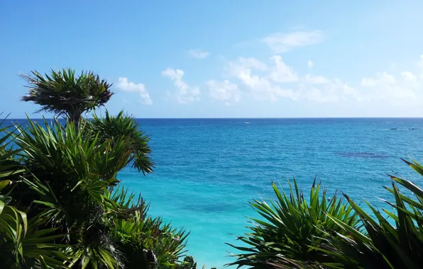 Picture sea, beach, tropics, palm trees, stay, beauty, beach, sky