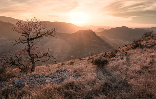 Picture trees, mountains, morning