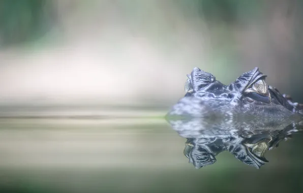 Eyes, water, crocodile