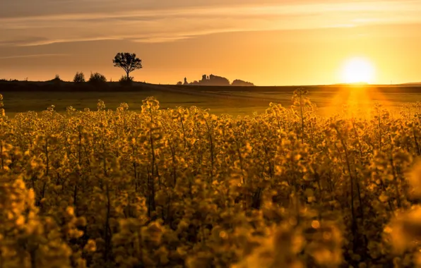 Picture field, sunset, rape