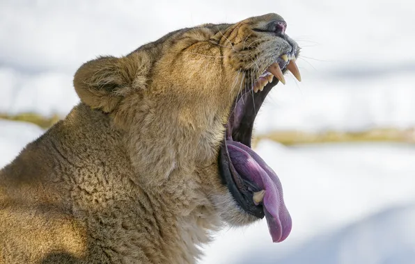 Language, mouth, fangs, lioness, yawns, ©Tambako The Jaguar