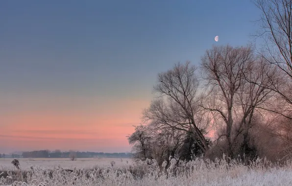 Frost, field, trees, sunset, The moon