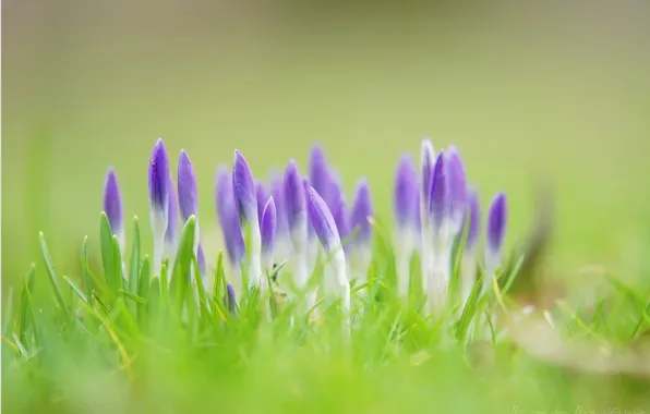 Picture greens, grass, flowers, spring, crocuses, lilac