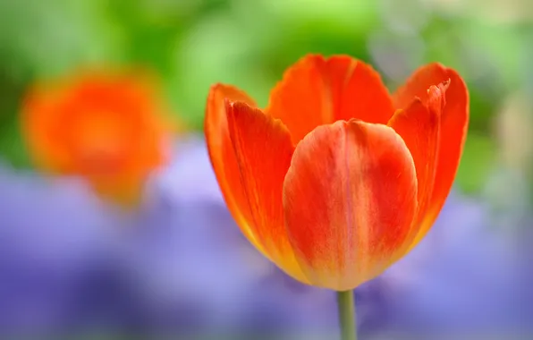 Macro, plant, petals, stem, tulips
