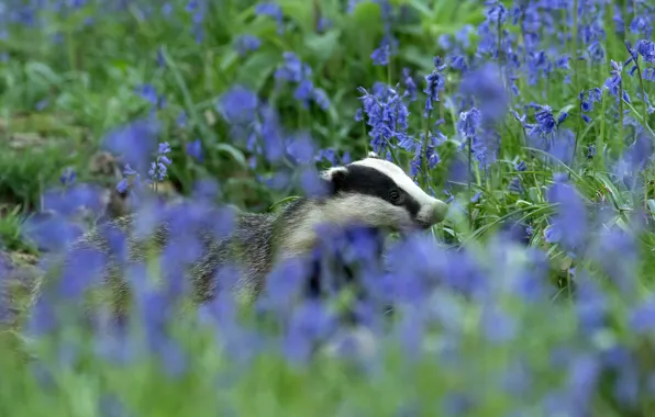 Picture flowers, nature, blue, glade, spring, nose, bells, face
