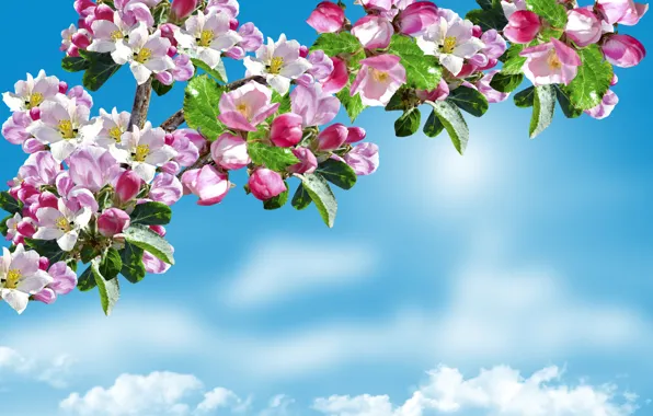 Picture spring, Apple, flowering, sky, trees, Flowering