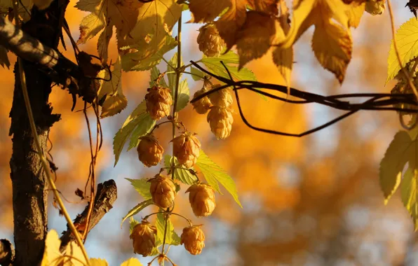 Autumn, nature, Golden Hops
