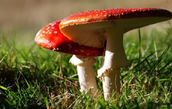 Summer, grass, glade, mushrooms, mushroom, mushroom, hats, Amanita