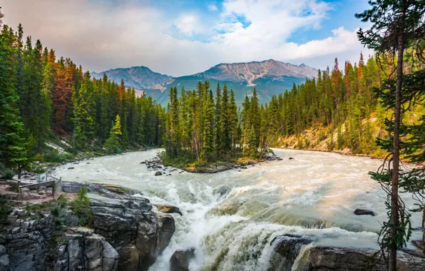 Picture trees, river, island, Canada, Jasper National Park, waterfall Sunwapta