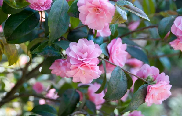 Picture branches, flowering, Camellia