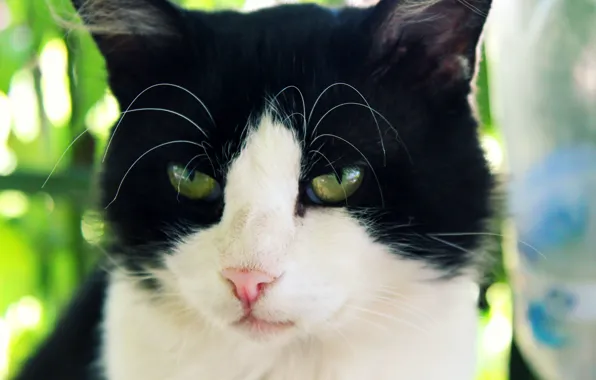Picture eyes, cat, mustache, look, face, fluffy, though