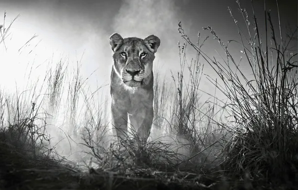 Animal, big cat, liones