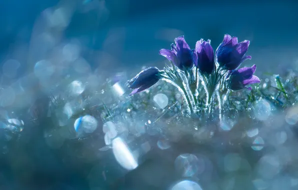 Light, flowers, background, spring, purple, bokeh, cross