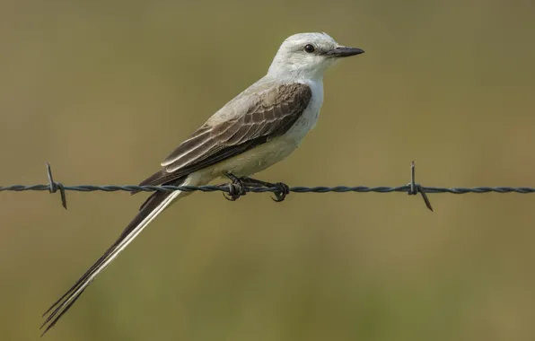 Picture bird, wire, bird, long-tailed Royal Tyrann