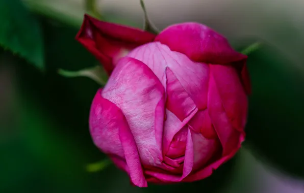 Macro, rose, petals, Bud