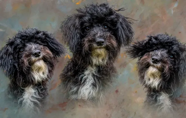 Dogs, background, portrait, dog, treatment, texture, peer, muzzle