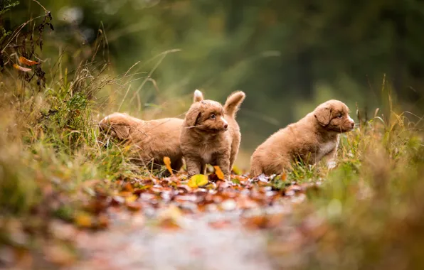 Autumn, forest, dogs, leaves, nature, puppies, trio, Retriever