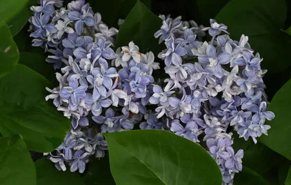 Summer, flowers, green, lilac, spring, may, lilac, 2025