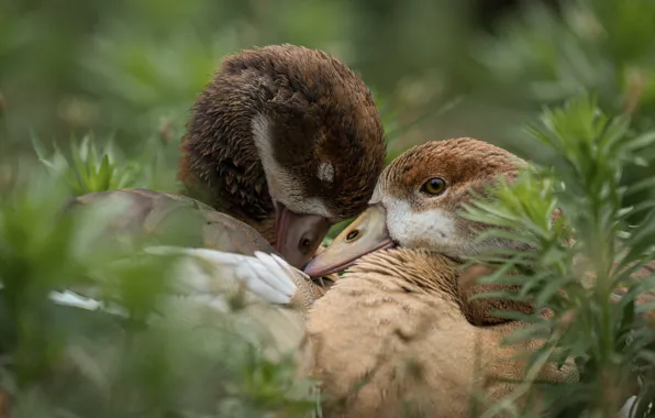 Grass, look, birds, pose, stay, two, duck, portrait
