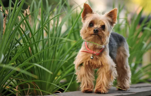 Nature, dog, Yorkshire Terrier