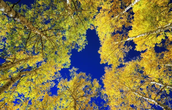 Picture autumn, the sky, trees, birch