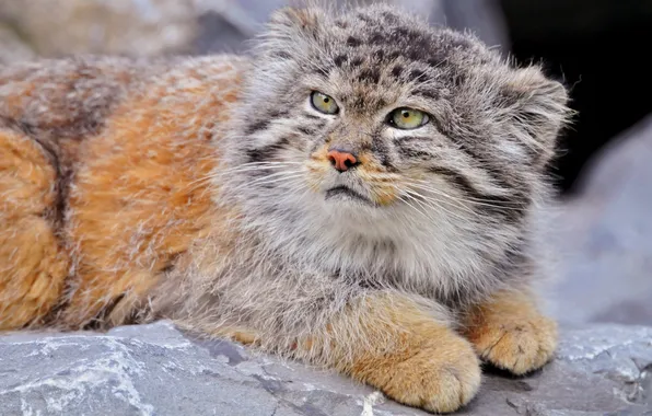 Picture cat, lies, manul