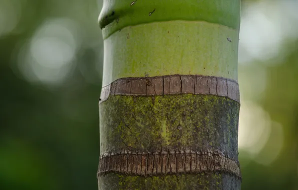 Greens, strip, bamboo, trunk