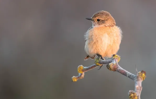 Picture background, bird, branch, chick, Stonechat
