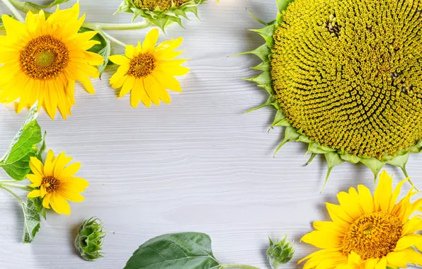 Picture leaves, sunflowers, flowers, yellow, background