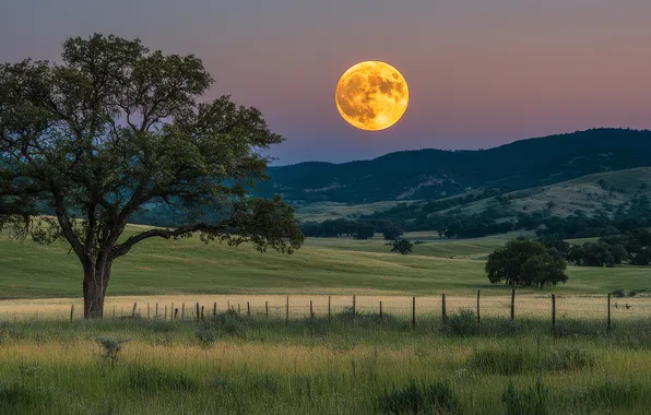 Field, forest, the sky, grass, mountains, night, tree, hills