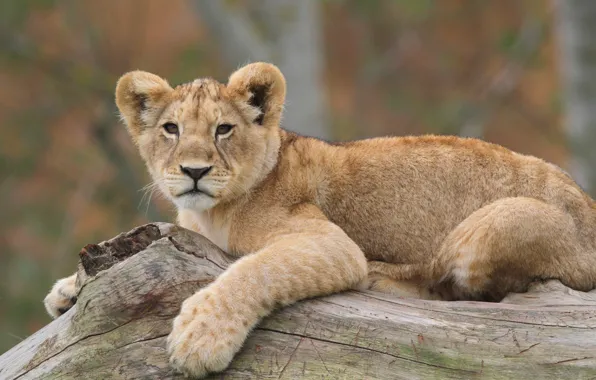 Photo, predator, Leo, lion