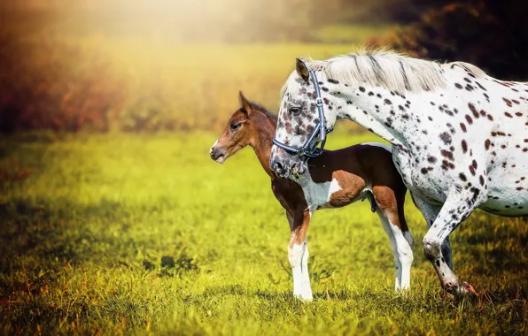 Nature, background, horse