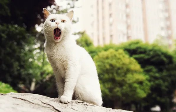 White, cat, Koshak, yawns