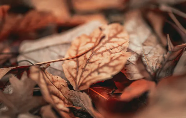 LEAVES, AUTUMN, FOLIAGE, FOCUSING